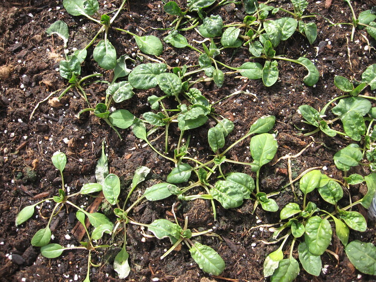 Spinach in the greenhouse