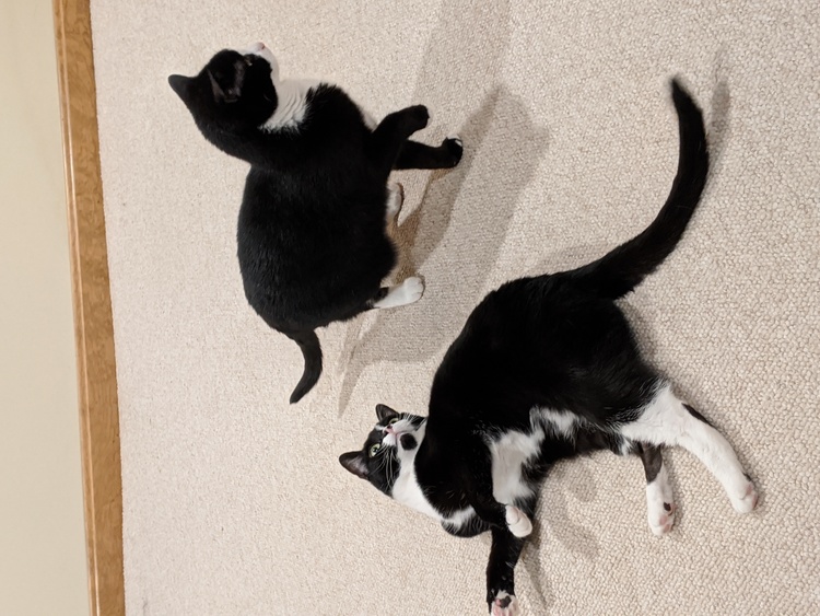 Canning Tomato Juice